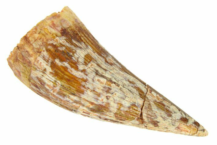 Triassic Fossil Phytosaur Tooth - New Mexico #294989